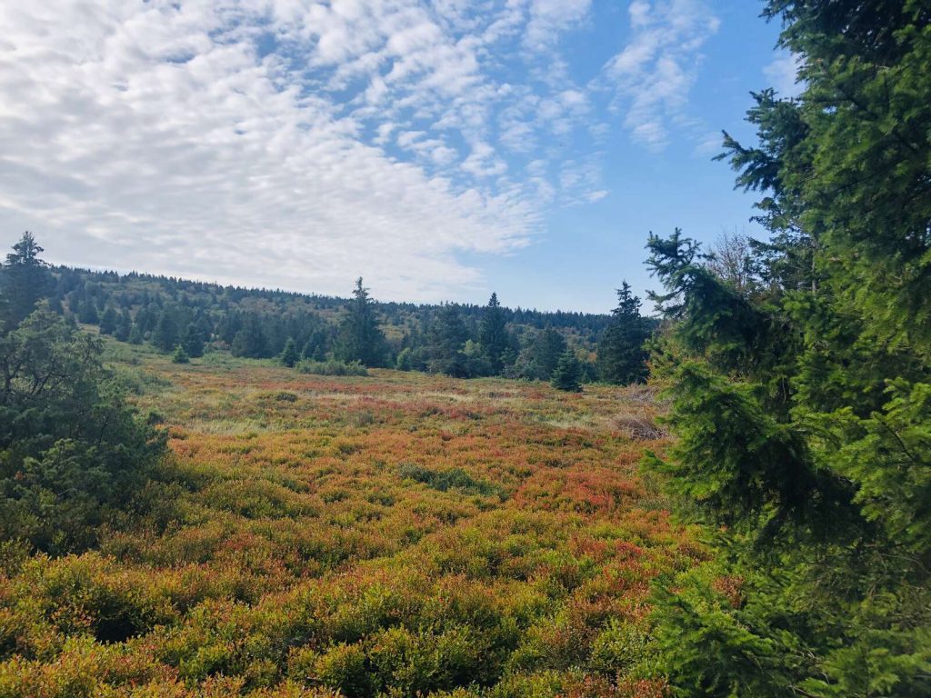 Crêtes Vosgiennes automne