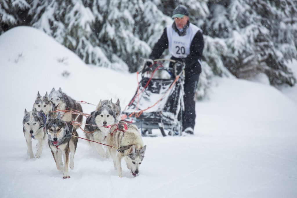 Course de chiens de traineaux Lac Blanc